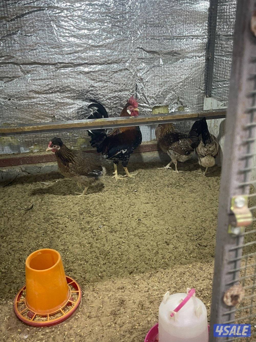 مجاميع عربي قديم ترثه9