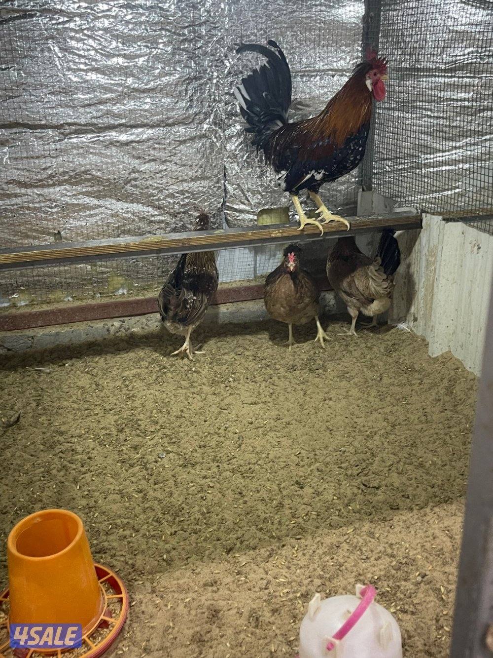 مجاميع عربي قديم ترثه10