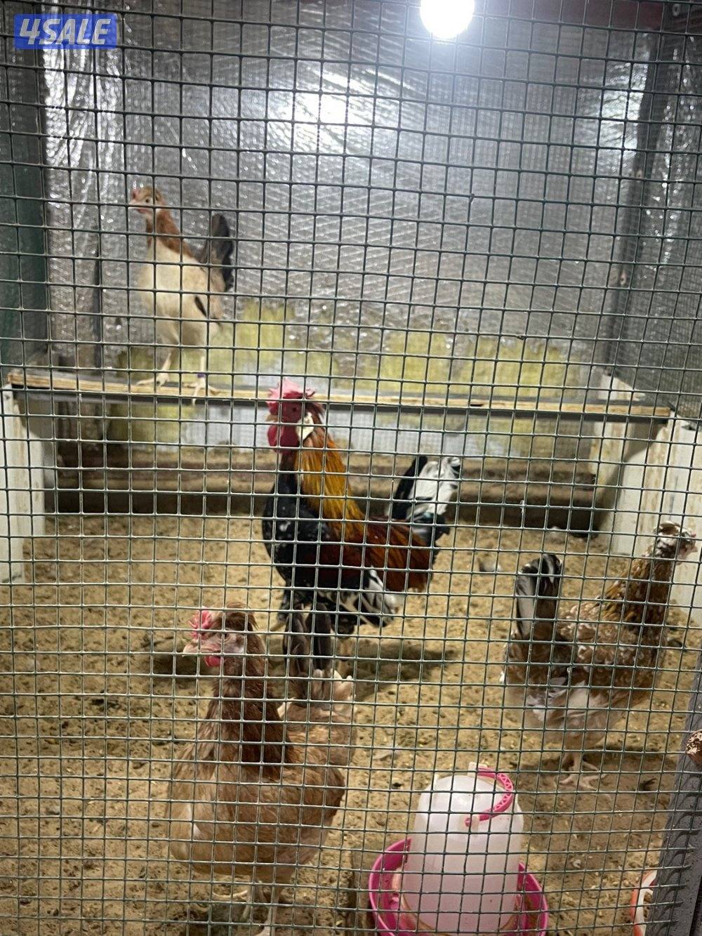 مجاميع عربي قديم ترثه11