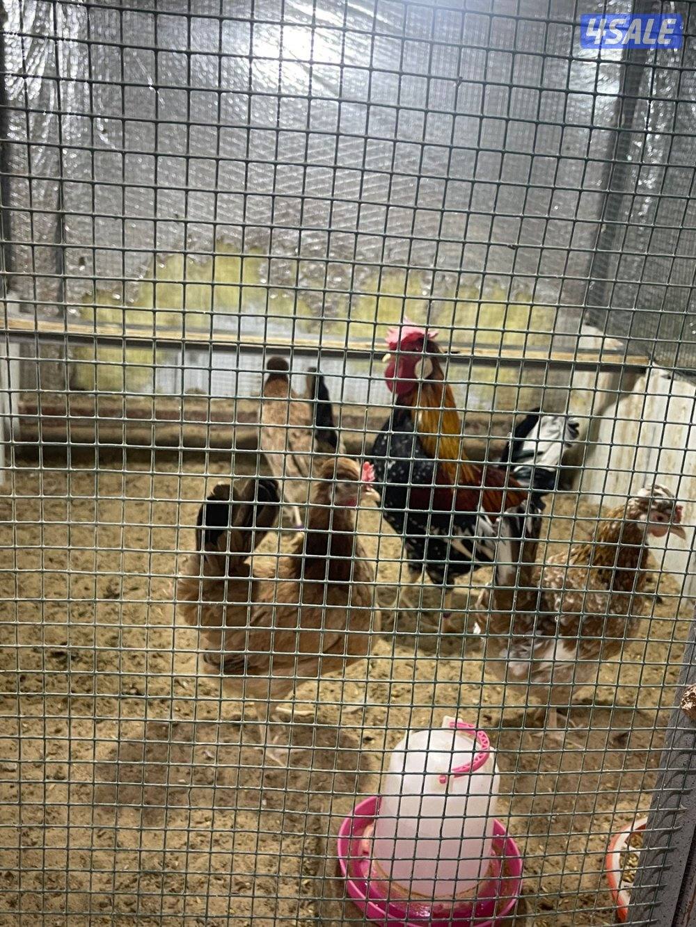 مجاميع عربي قديم ترثه12