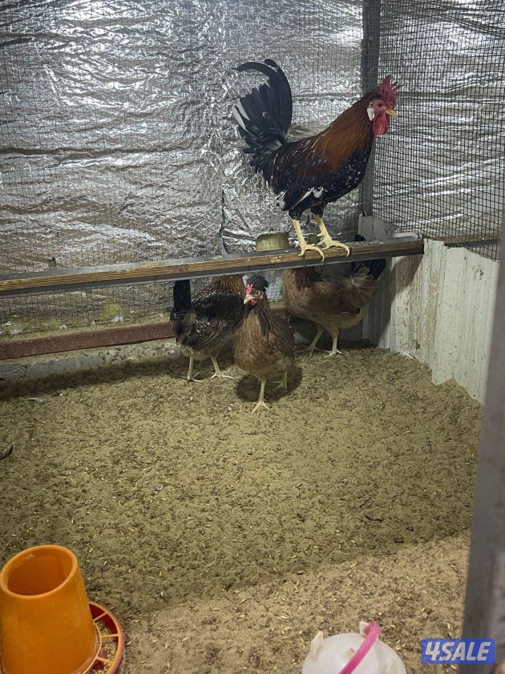 مجاميع عربي قديم ترثه13