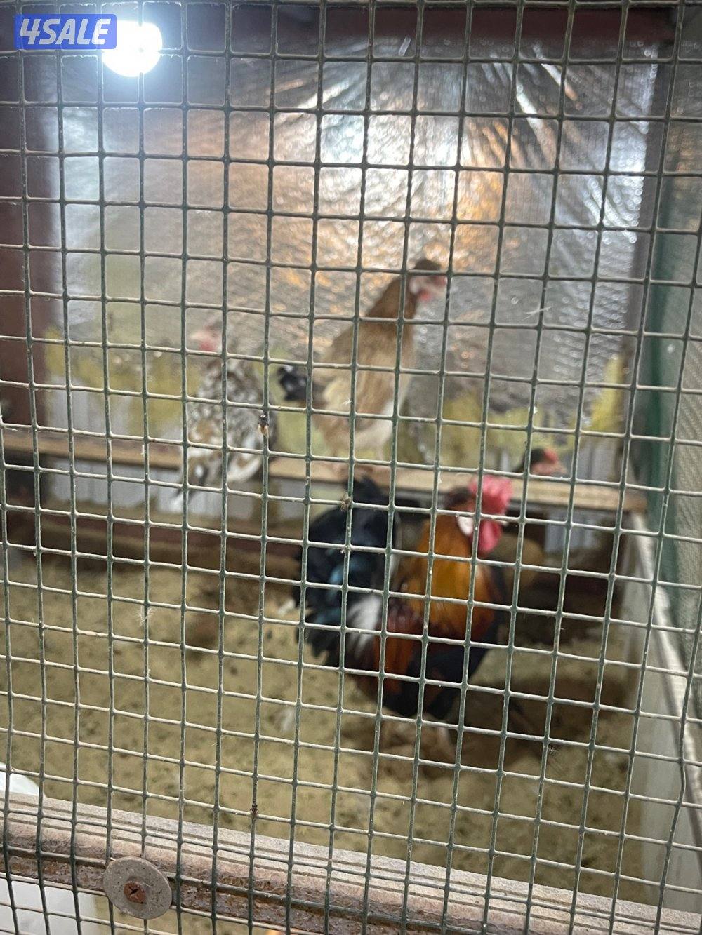 مجاميع عربي قديم ترثه15