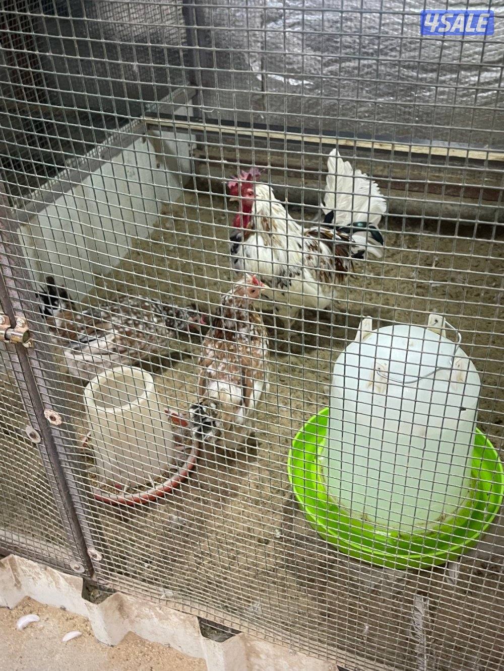 مجاميع عربي قديم ترثه14