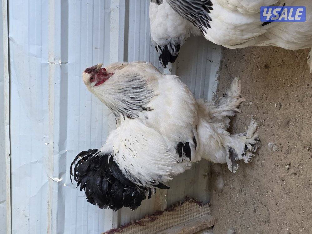 دجاج براهما كولومبي عملاق0