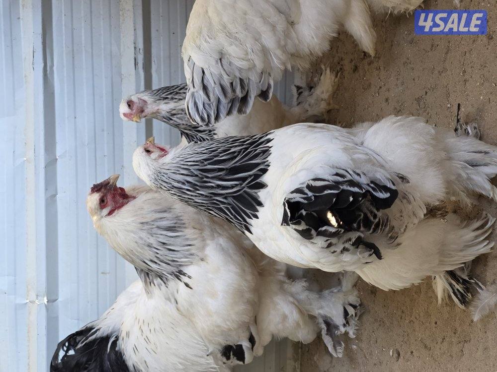 دجاج براهما كولومبي عملاق1