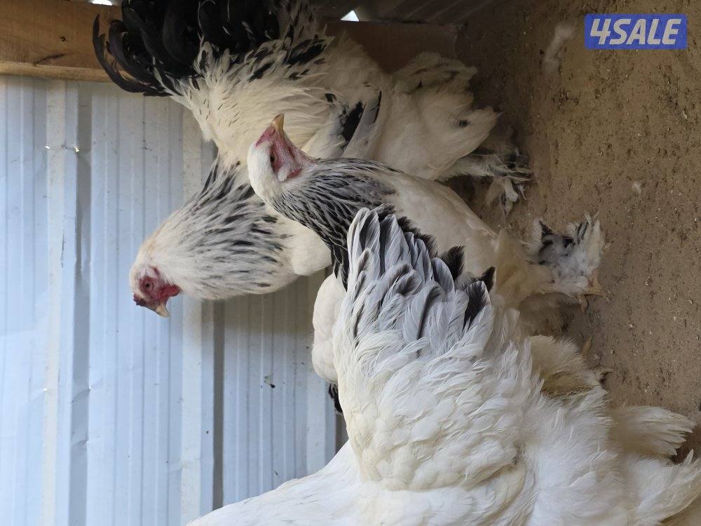 دجاج براهما كولومبي عملاق6