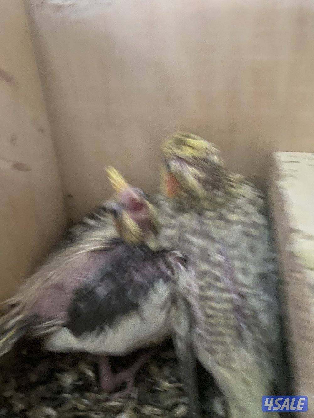 Rose neck female not full tamed does not bite and bulbul two for 15kd4