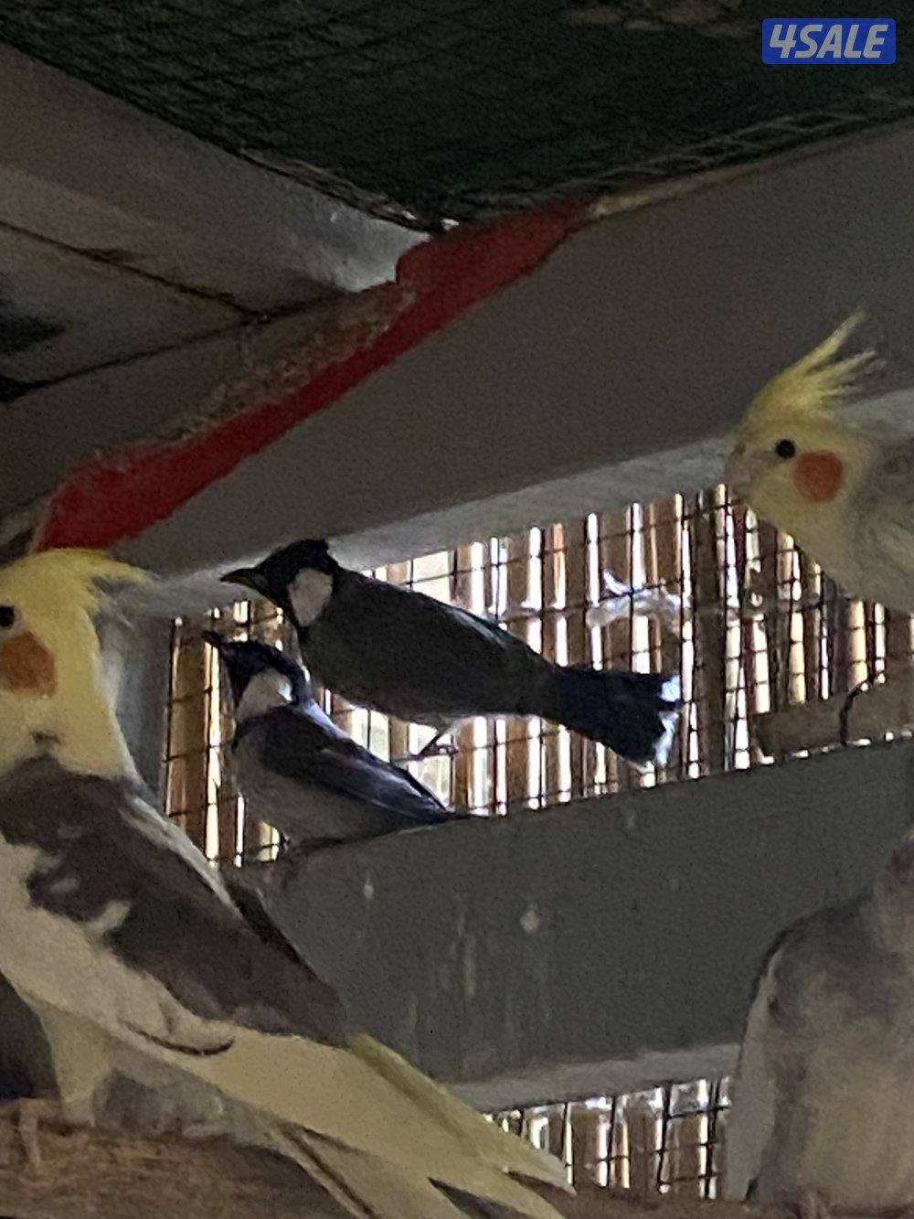 Rose neck female not full tamed does not bite and bulbul two for 15kd5