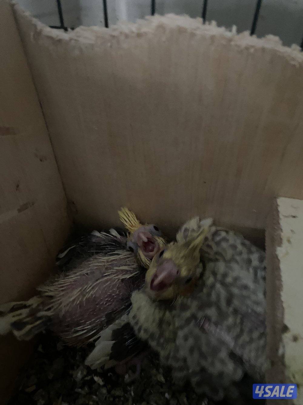 Rose neck female not full tamed does not bite and bulbul two for 15kd6