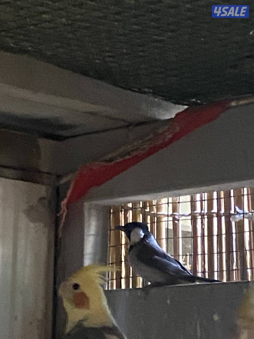 Rose neck female not full tamed does not bite and bulbul two for 15kd7