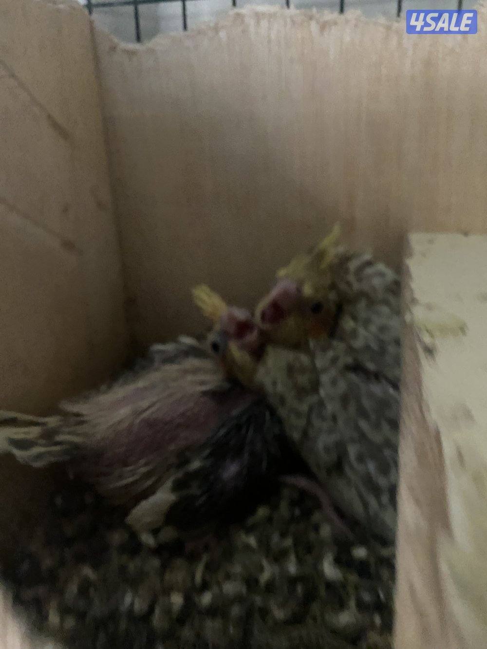 Rose neck female not full tamed does not bite and bulbul two for 15kd8