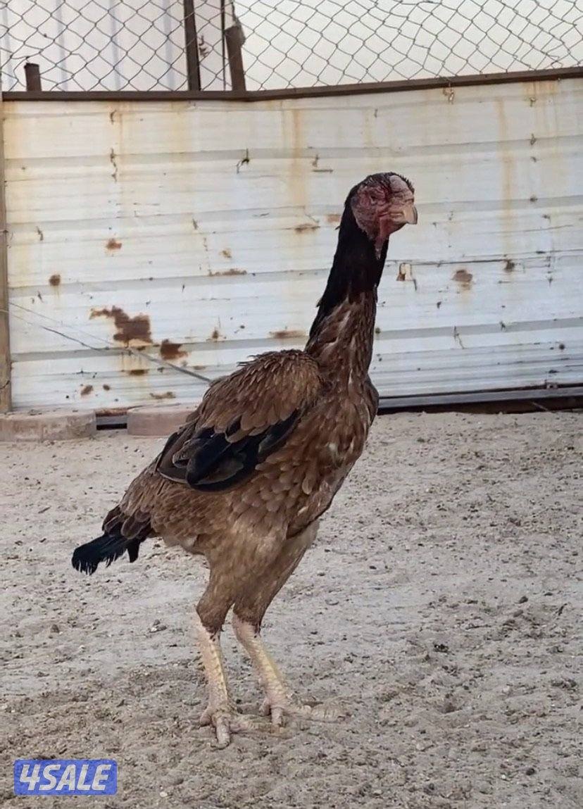 🔥دجاجه فاخرررره ونادره انتاج عمر الحربان انتاجها فاخررر🔥0