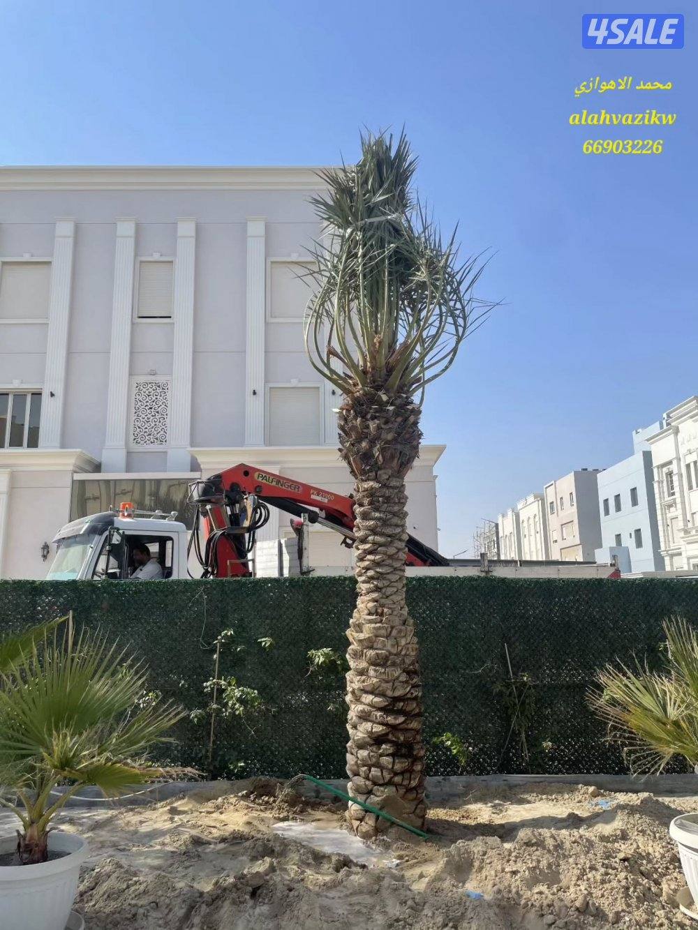 اهوازي للنخيل
صيانة للنخيل
تنظيف النخيل
تكريب النخيل
بيع وشراء النخيل1