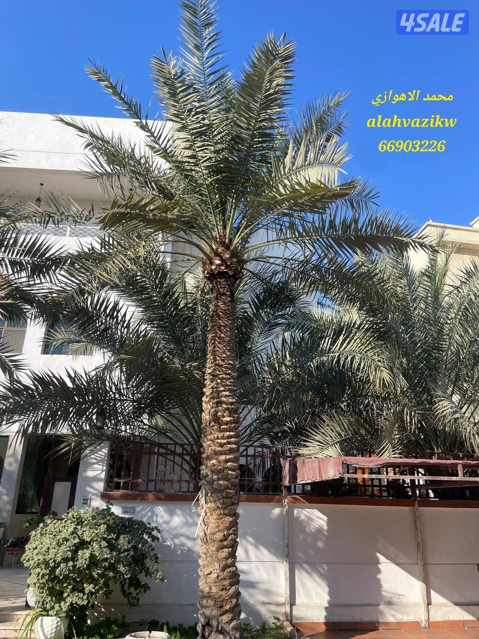 اهوازي للنخيل
صيانة للنخيل
تنظيف النخيل
تكريب النخيل
بيع وشراء النخيل10