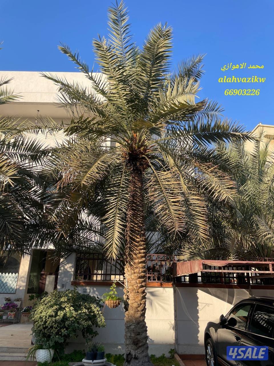 اهوازي للنخيل
صيانة للنخيل
تنظيف النخيل
تكريب النخيل
بيع وشراء النخيل9