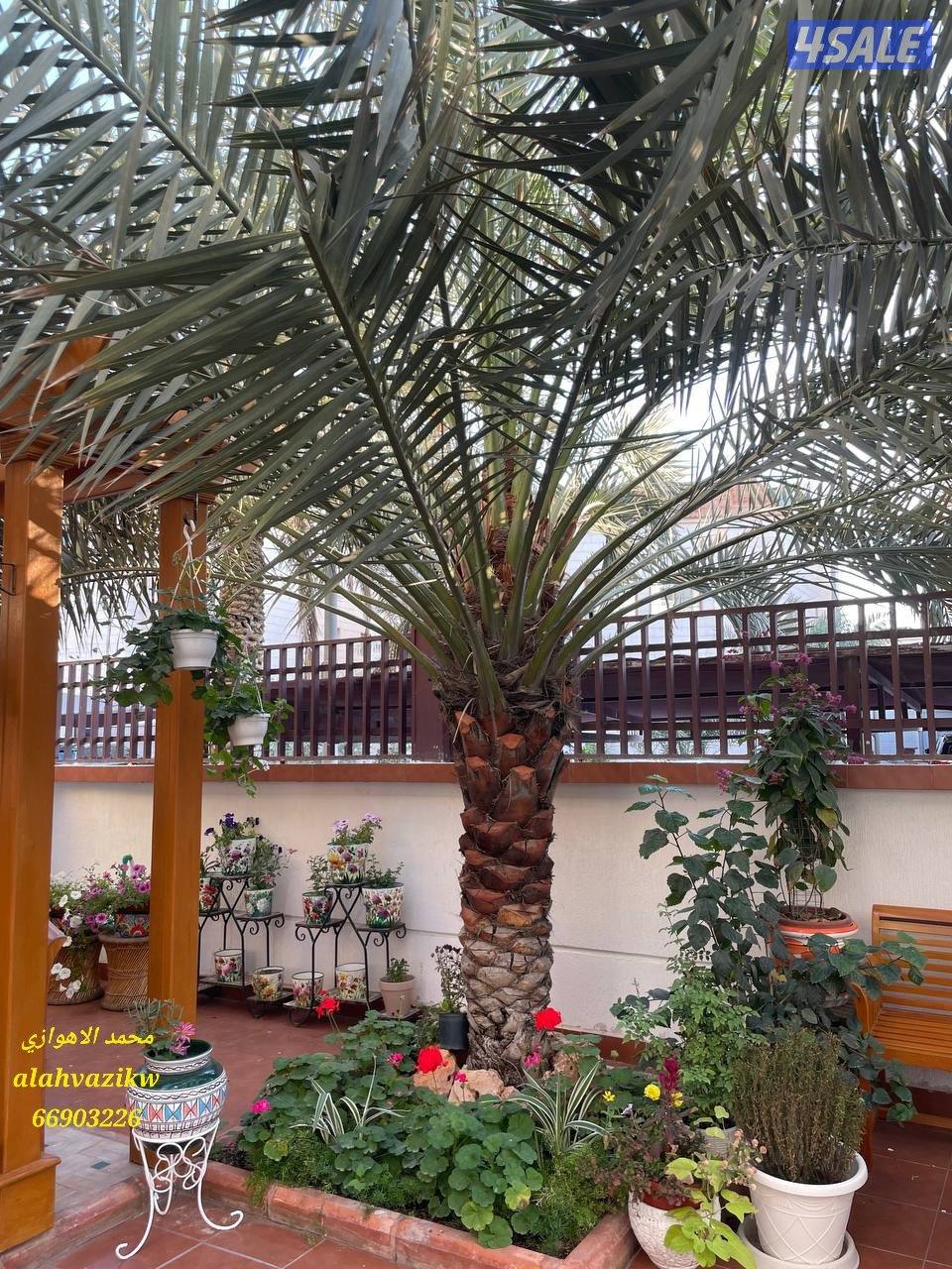 اهوازي للنخيل
صيانة للنخيل
تنظيف النخيل
تكريب النخيل
بيع وشراء النخيل11