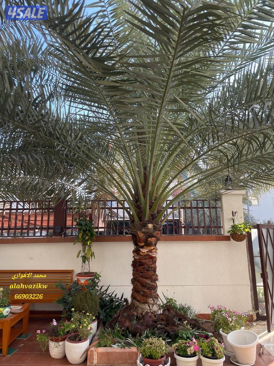 اهوازي للنخيل
صيانة للنخيل
تنظيف النخيل
تكريب النخيل
بيع وشراء النخيل12
