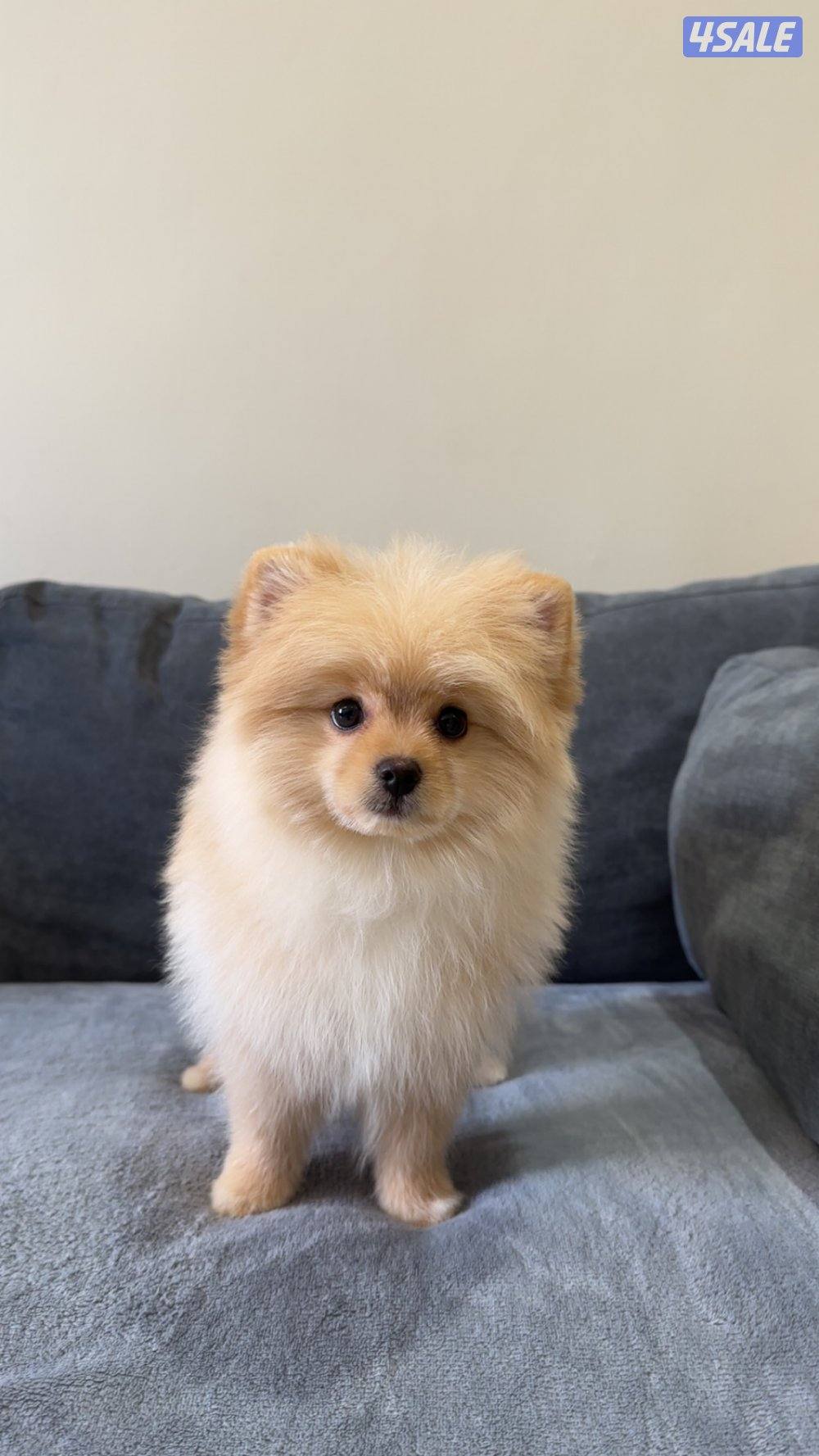 للبيع بروميريان1