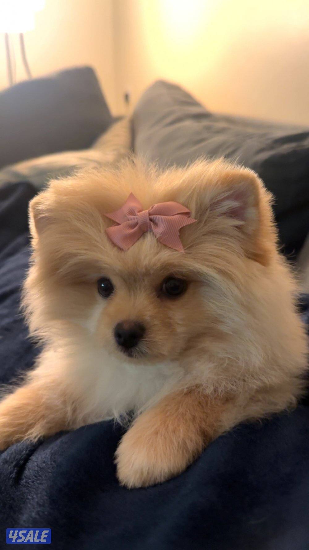 للبيع بروميريان2