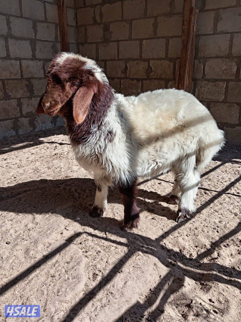 للبيع خروف العبدلي0