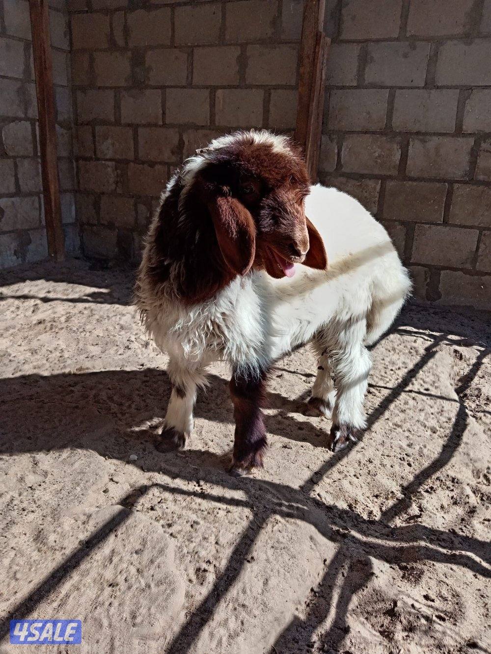 للبيع خروف العبدلي1