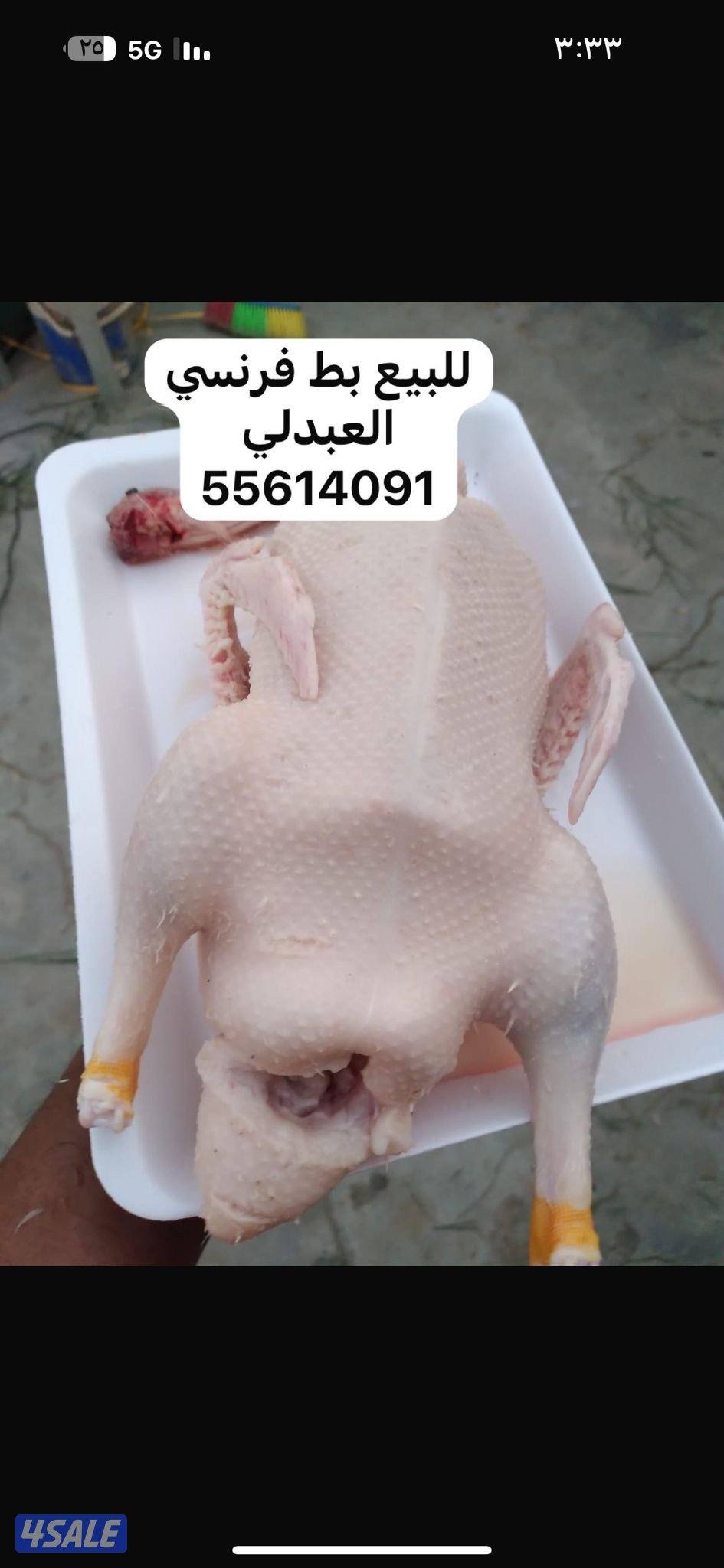 للبيع فروخ حمام العبدلي1