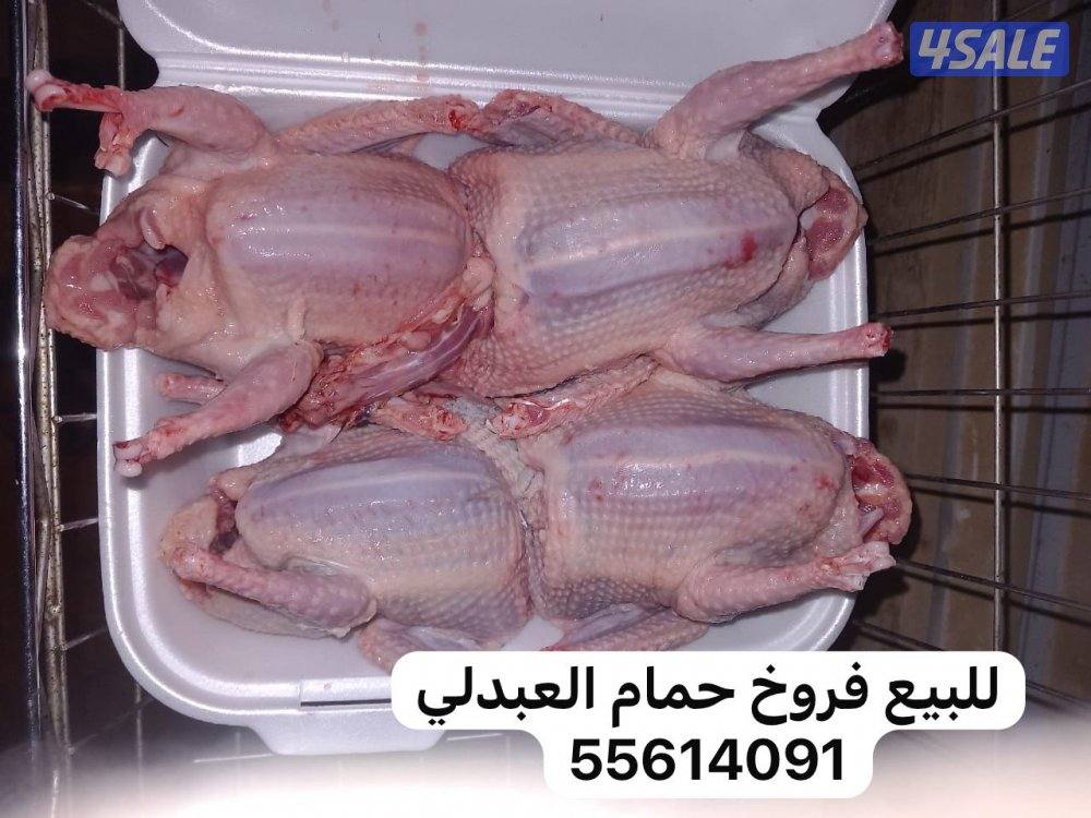 للبيع فروخ حمام العبدلي0