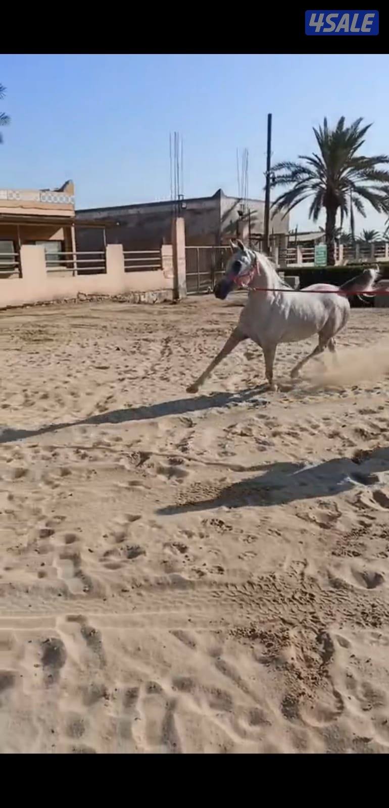 للبيع فرس مصريه فاخره بيور مواليد ٢٠٢٢0