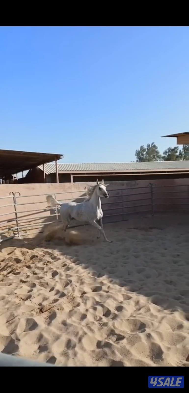 للبيع فرس مصريه فاخره بيور مواليد ٢٠٢٢2