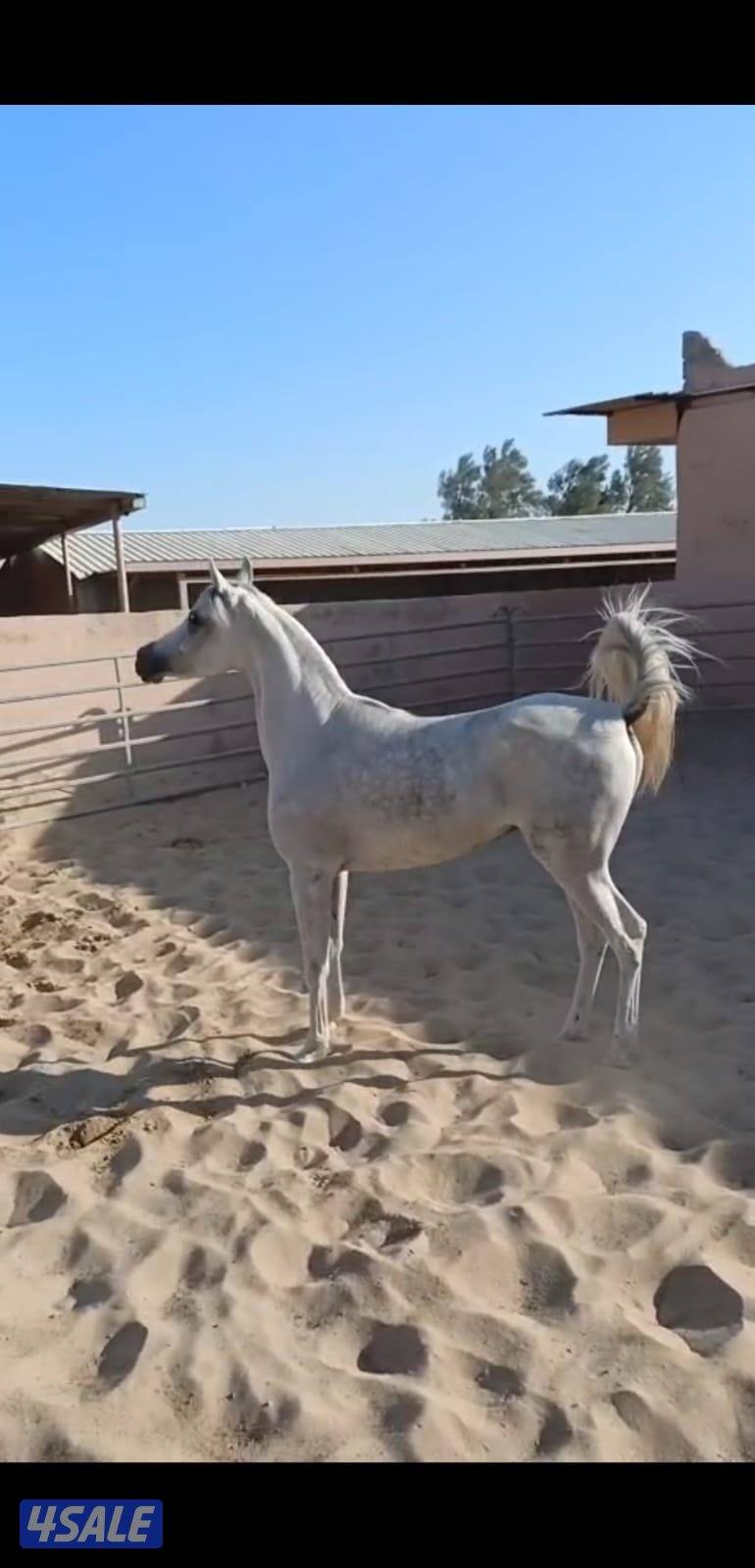 للبيع فرس مصريه فاخره بيور مواليد ٢٠٢٢1