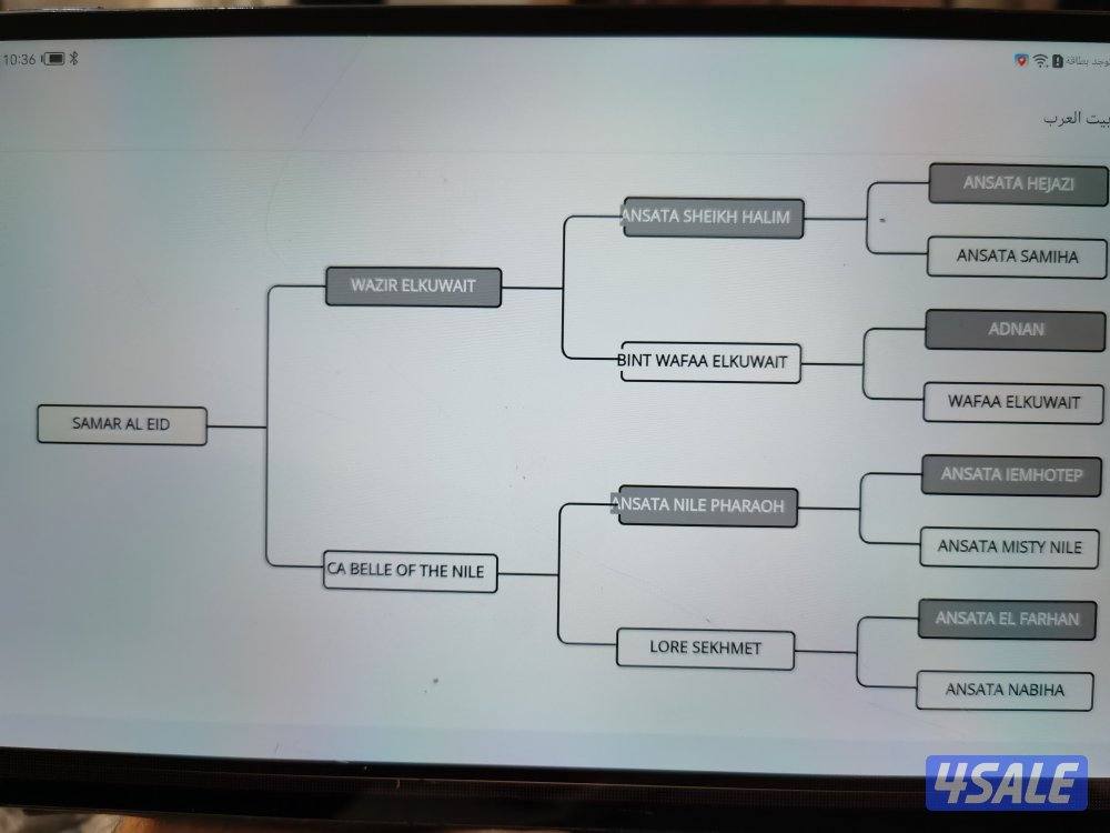 للبيع فرس مصريه فاخره بيور مواليد ٢٠٢٢3