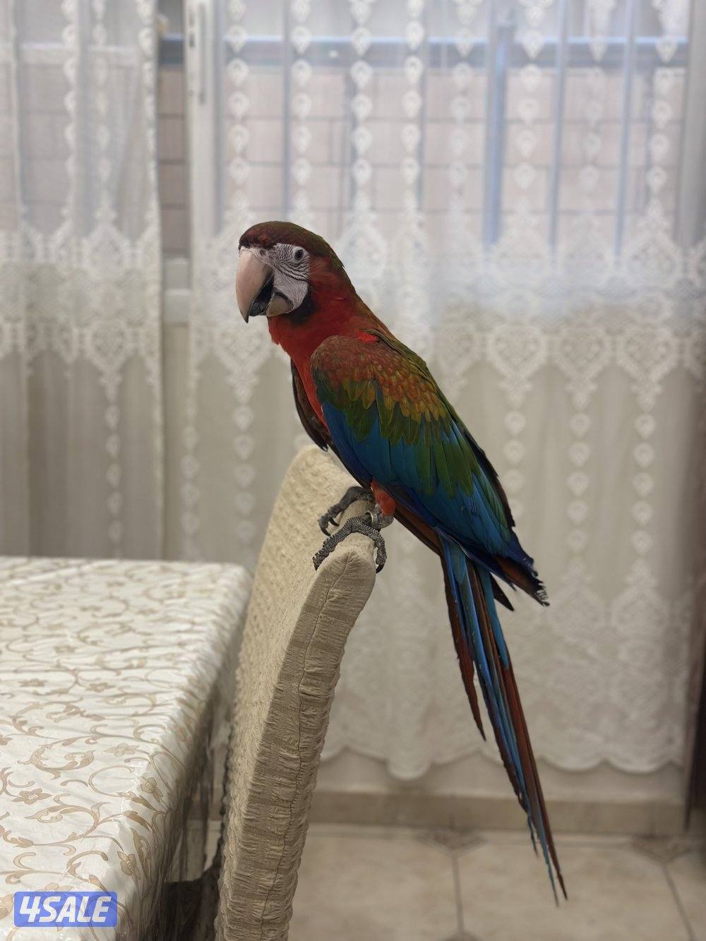 للبيع كواترو مكاو العمر ٥ اشهر0