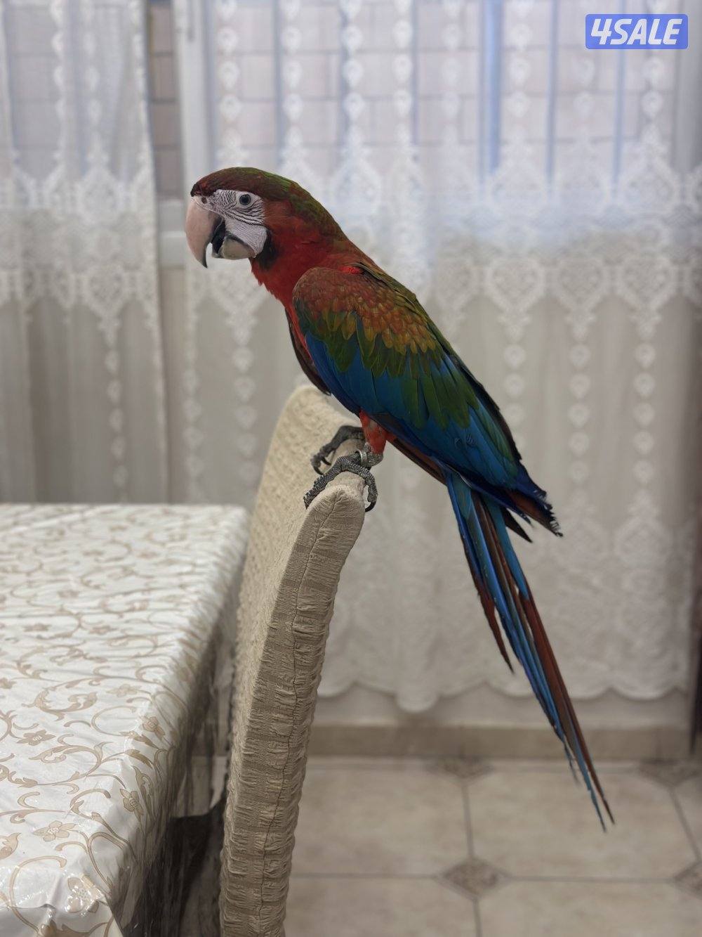 للبيع كواترو مكاو العمر ٥ اشهر1