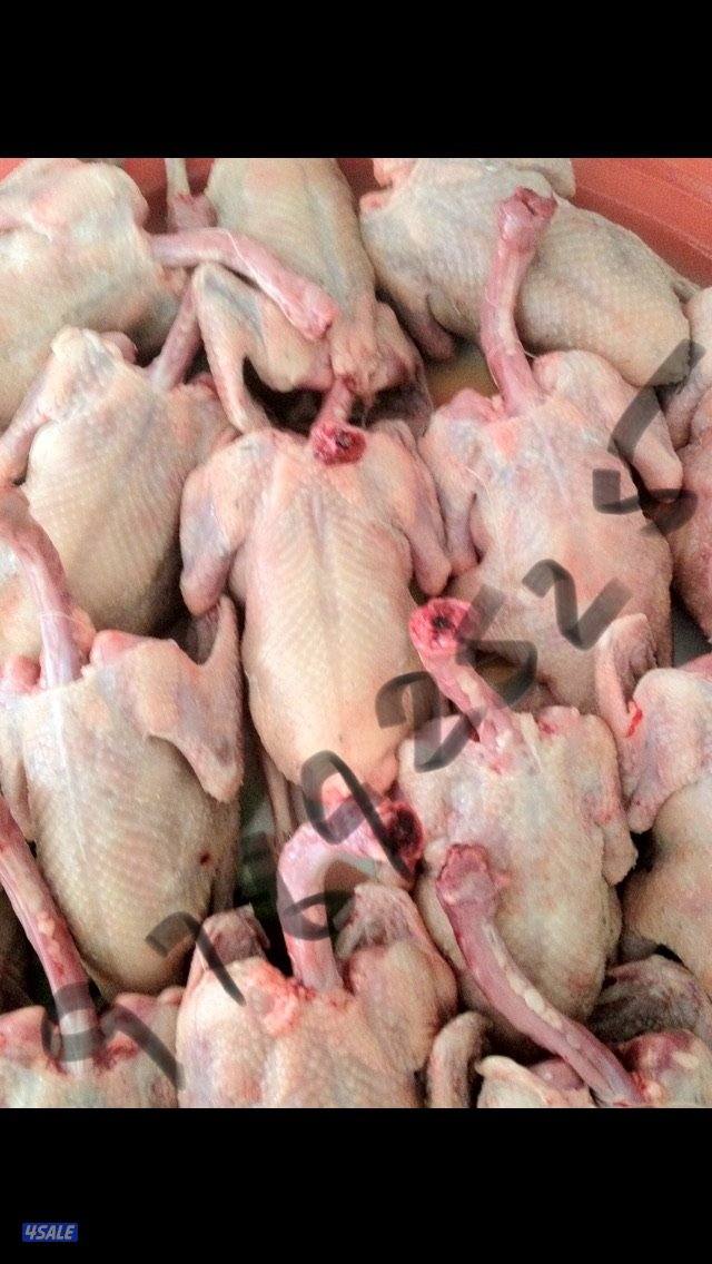 للبيع فروخ زاجل للاكل0