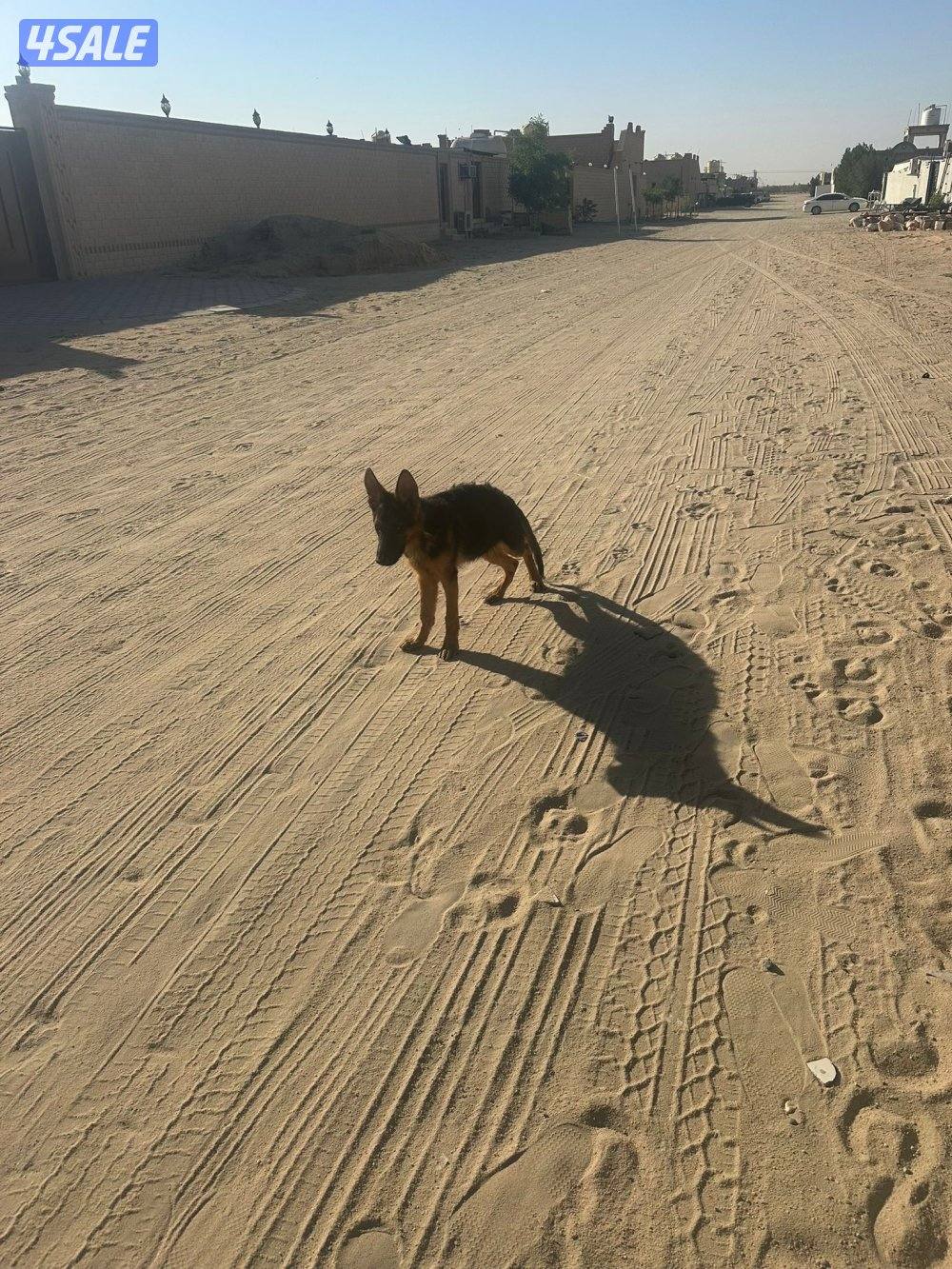 للبيع جيرمن5