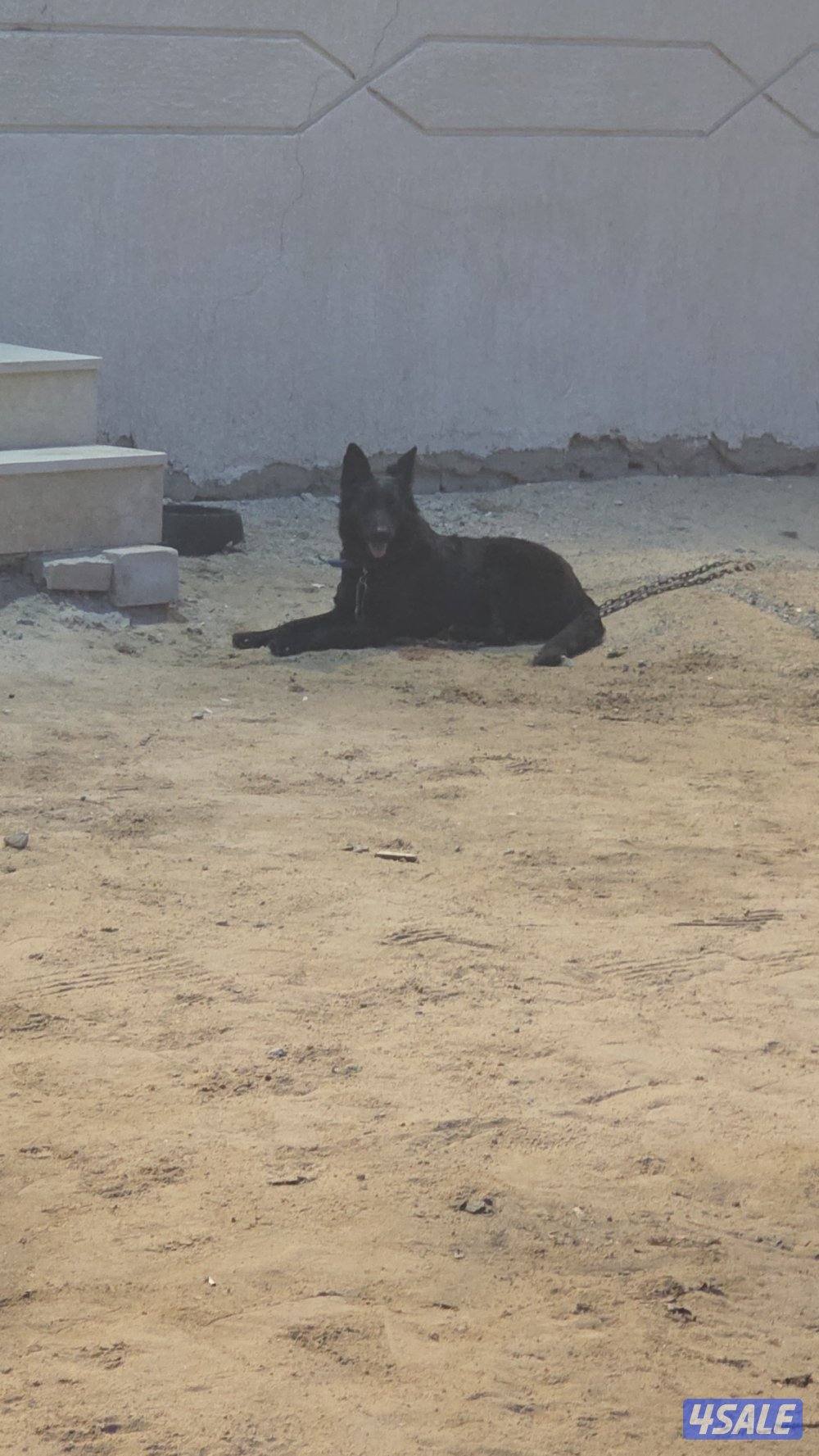 بيعه سريعه بلاك جاك نثيه منتجه1