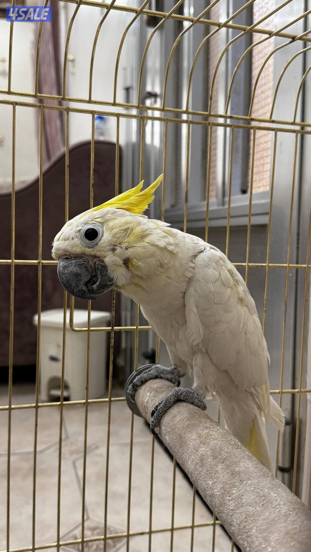 للبيع كوكاتو ليزر الحجم الصغير  يتكلم ويرقص1