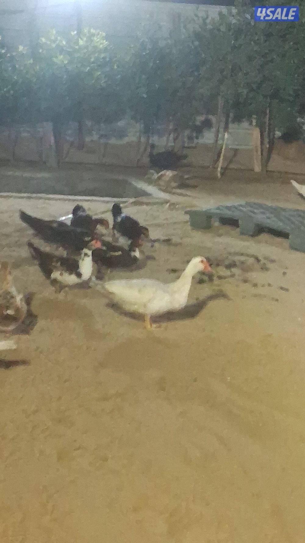 للبيع بيض بط مصري مسكوفي مخصب2