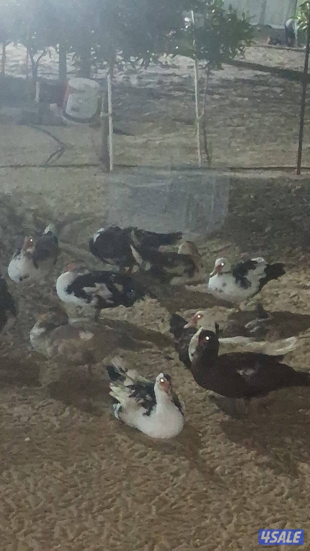 للبيع بيض بط مصري مسكوفي مخصب3