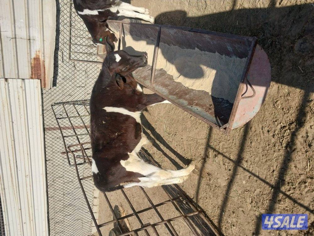 عجول للبيع عدد ٣ مفطومين0