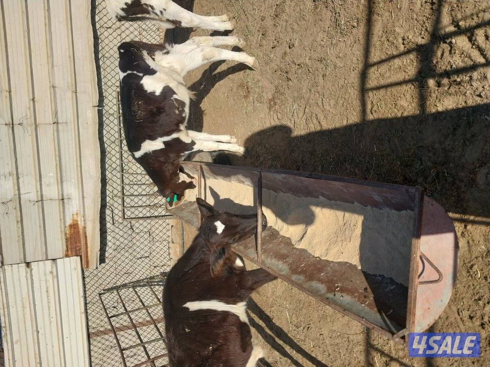 عجول للبيع عدد ٣ مفطومين1