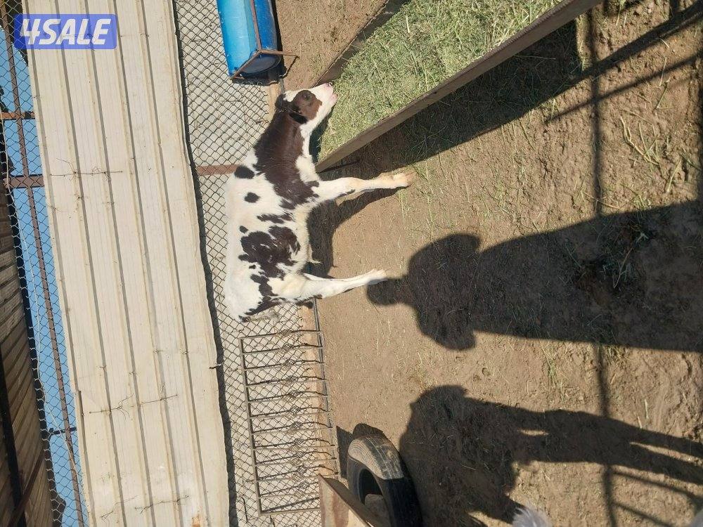 عجول للبيع عدد ٣ مفطومين2