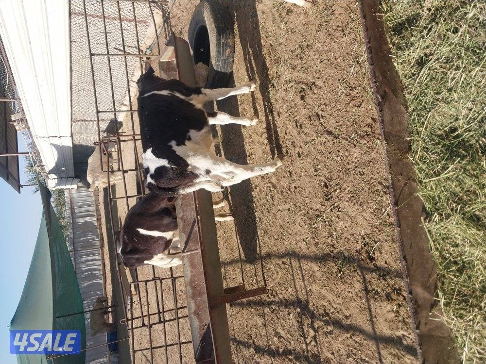 عجول للبيع عدد ٣ مفطومين3