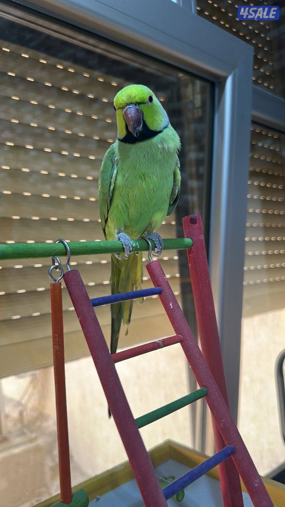 للبيع بي بي متوه ربوه قوية0