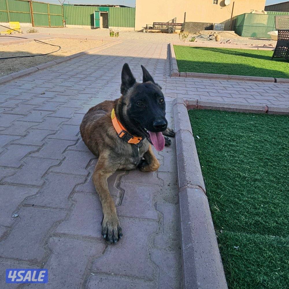pure breed belgian malinois, female, 1year and 3 months old0