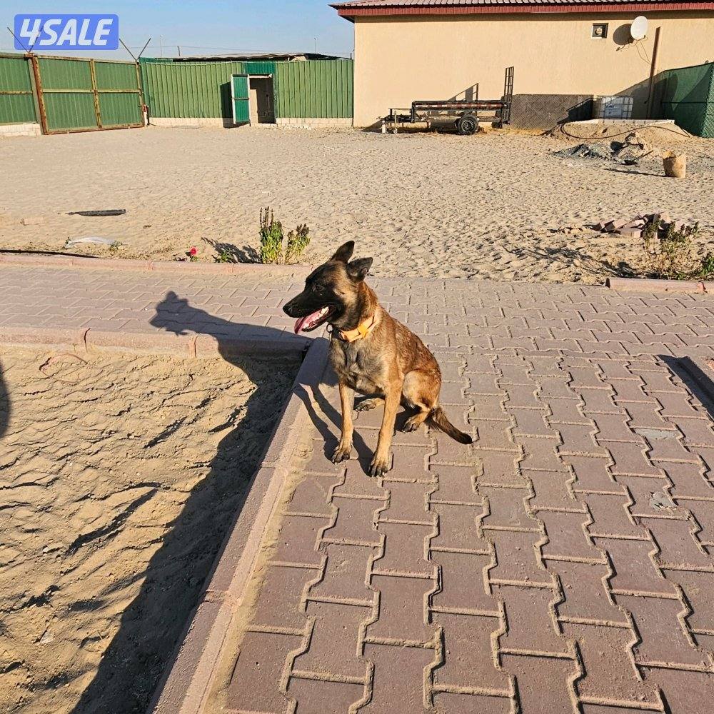 pure breed belgian malinois, female, 1year and 3 months old1