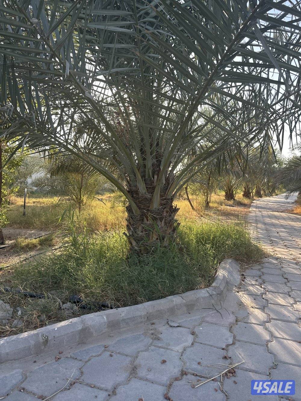 للبيع نخل برحي جملة جميع الاحجام0