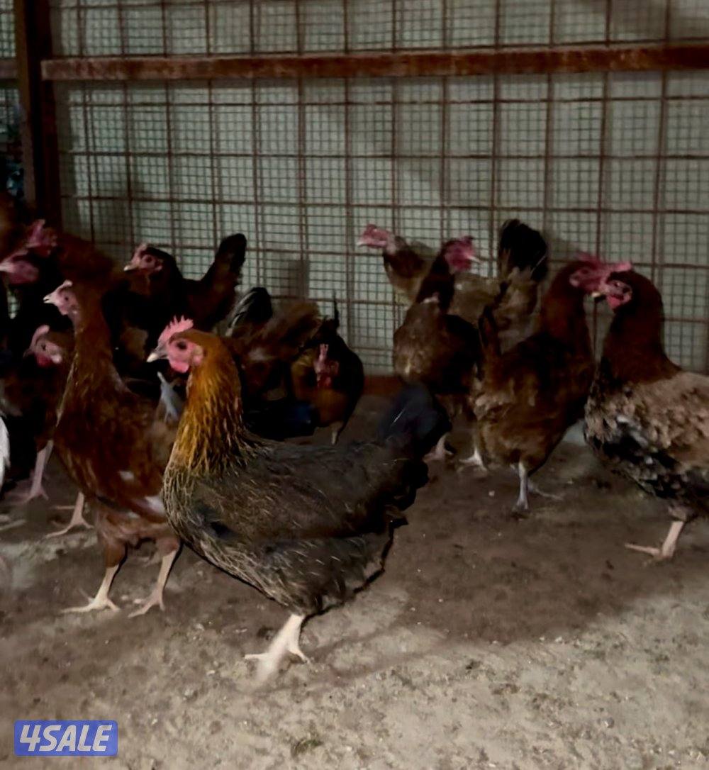 بيض عربي قديم ترثه الوان ومرسسين للأكل والتفريخ8