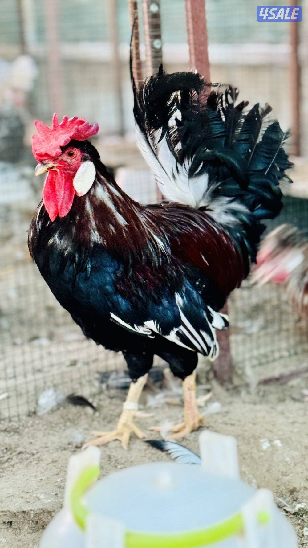 بيض عربي قديم ترثه الوان ومرسسين للأكل والتفريخ9