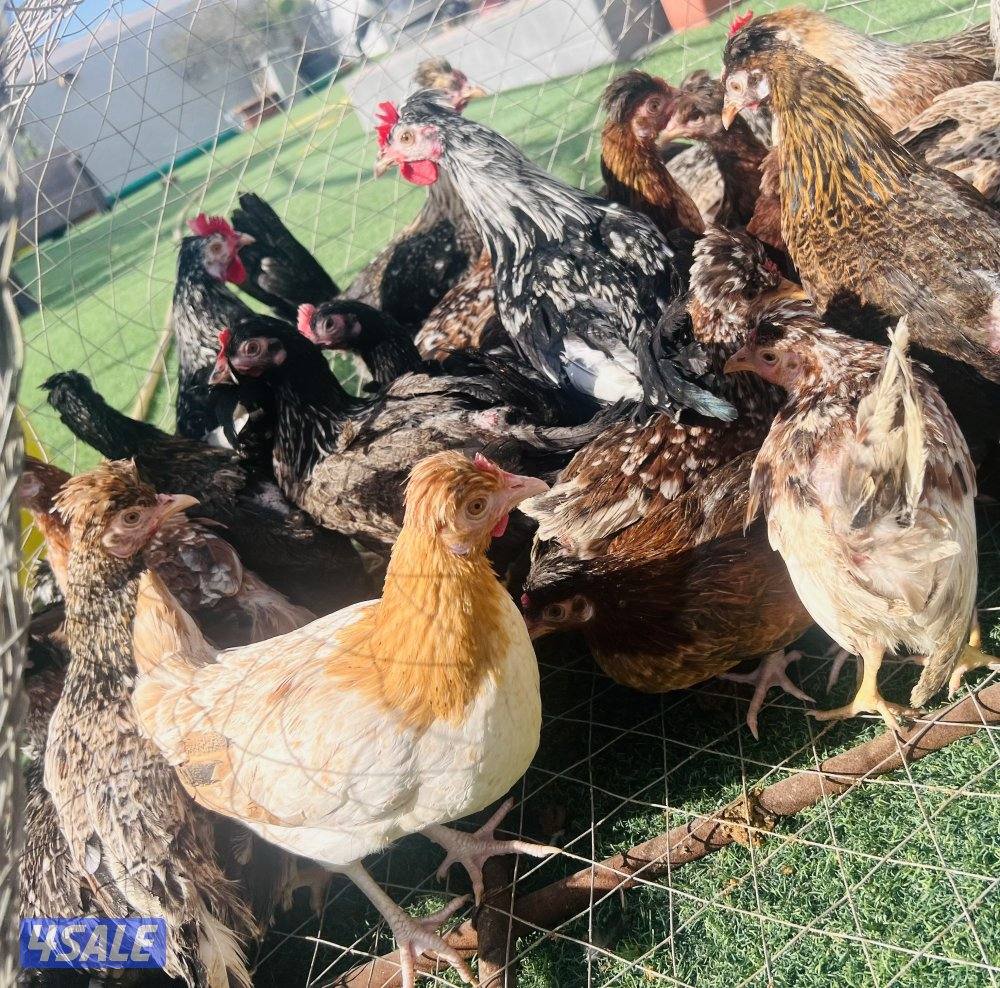 بيض عربي قديم ترثه الوان ومرسسين للأكل والتفريخ10